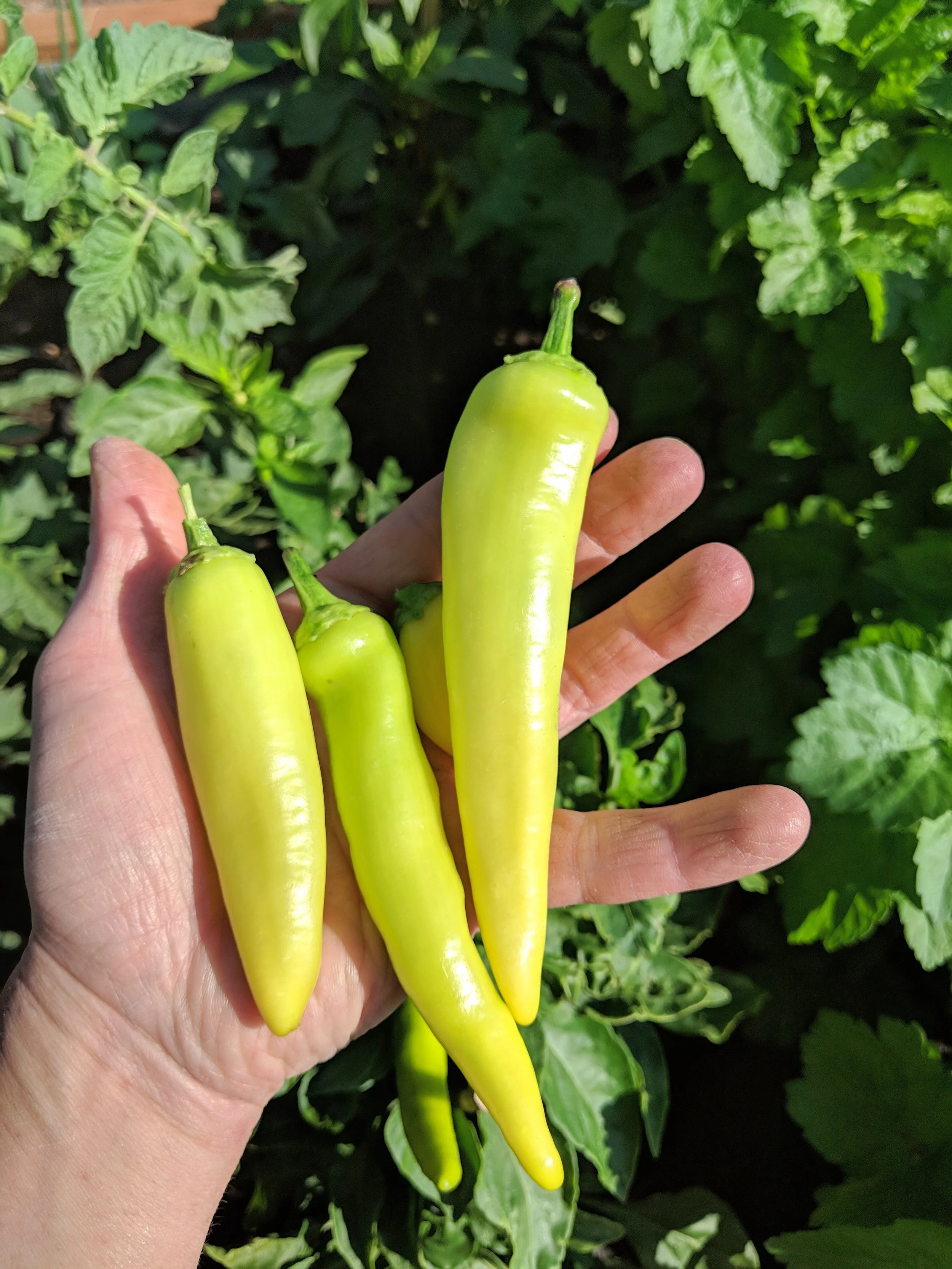 Hungarian yellow wax peppers do very well in our zone 5B. I grew both a hot wax and a sweet wax. mixing them up together while harvesting was a bad idea, putting the pepper to my mouth after scraping the seeds out was the only way to tell. hello lip balm.