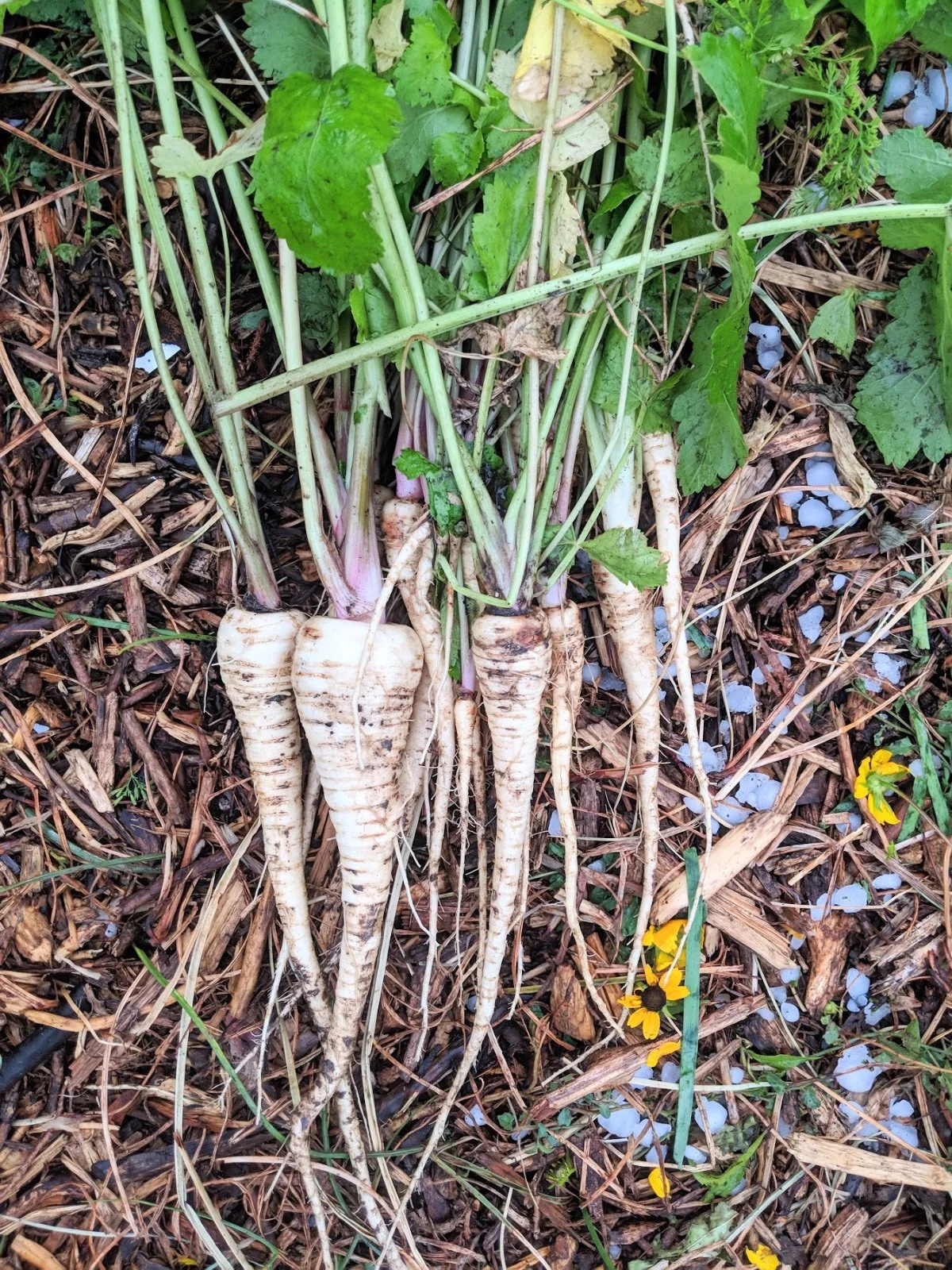 post-hail parsnips!