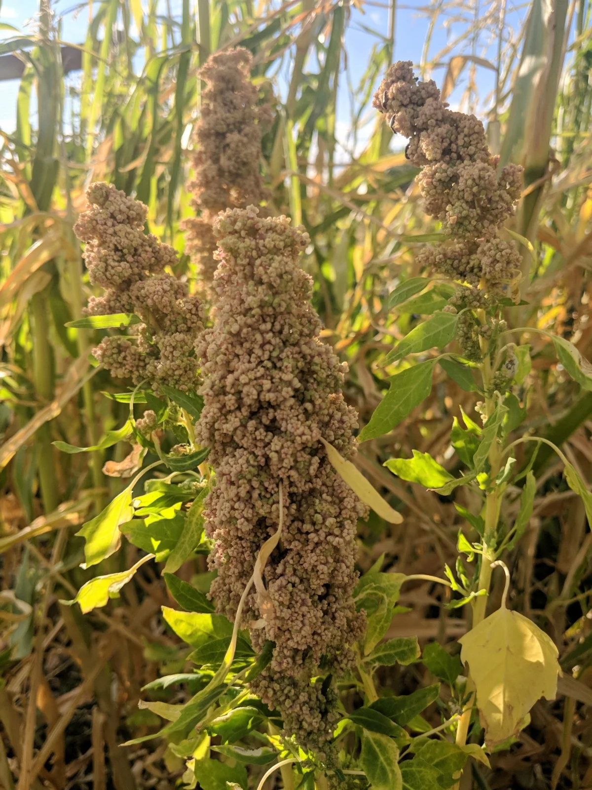 quinoa getting closer.jpg