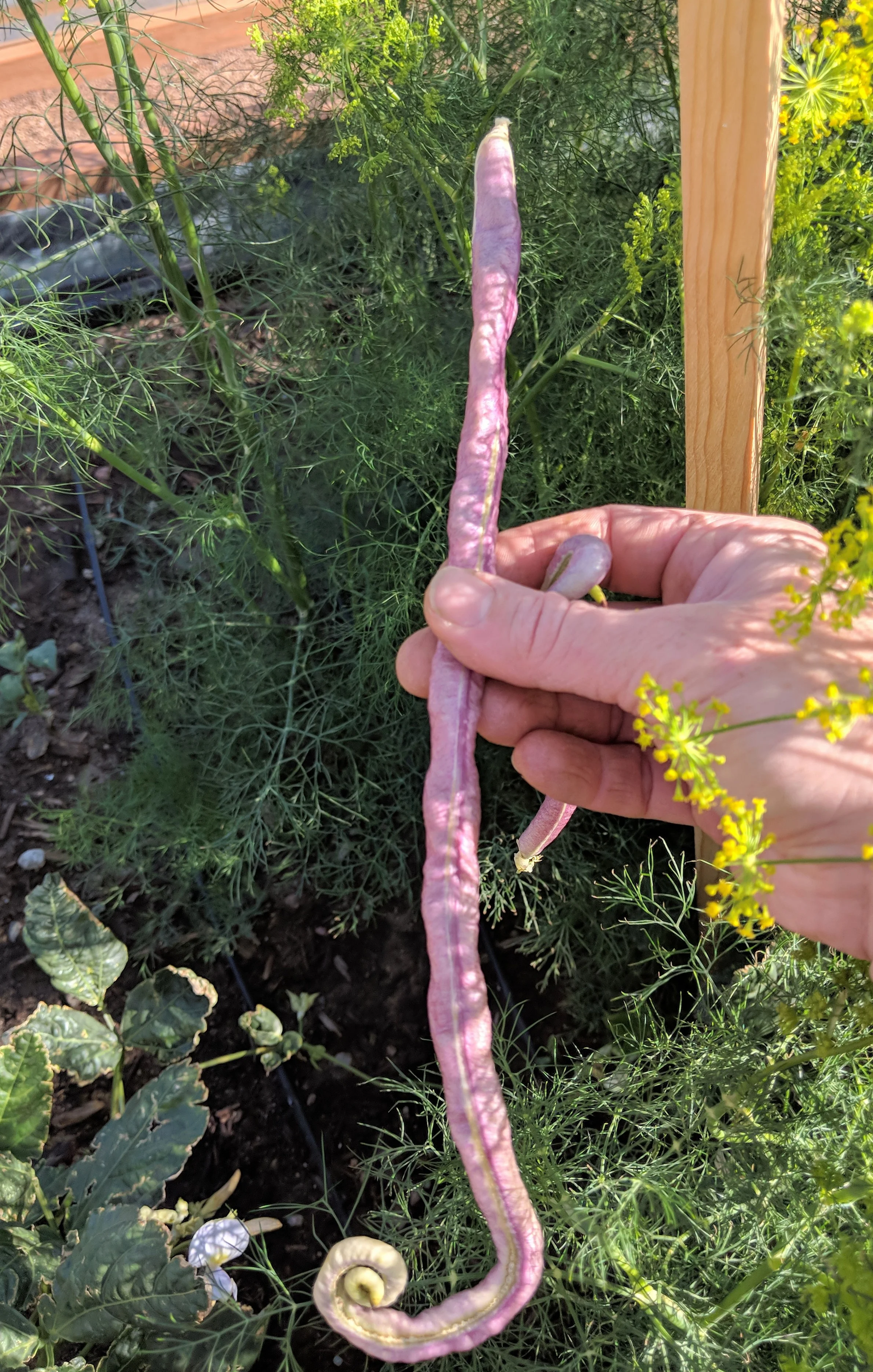 mosaic yard long bean