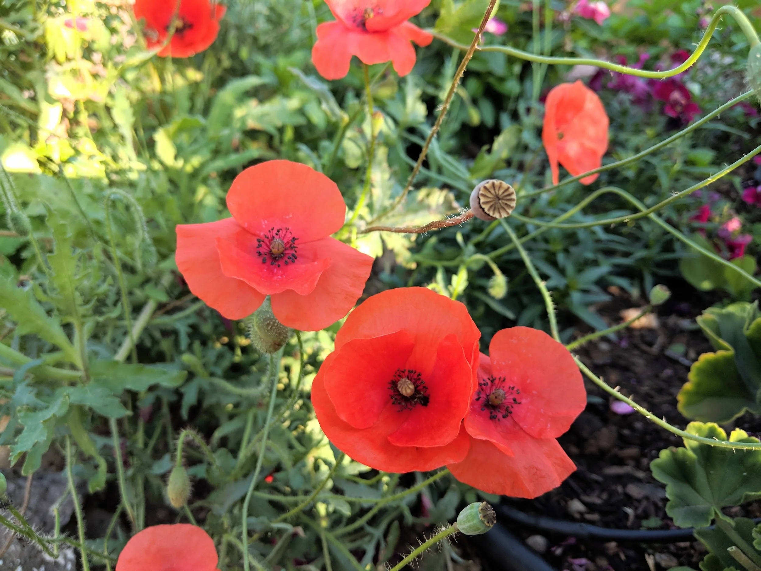 MVIMG_20180810_075537.jpg