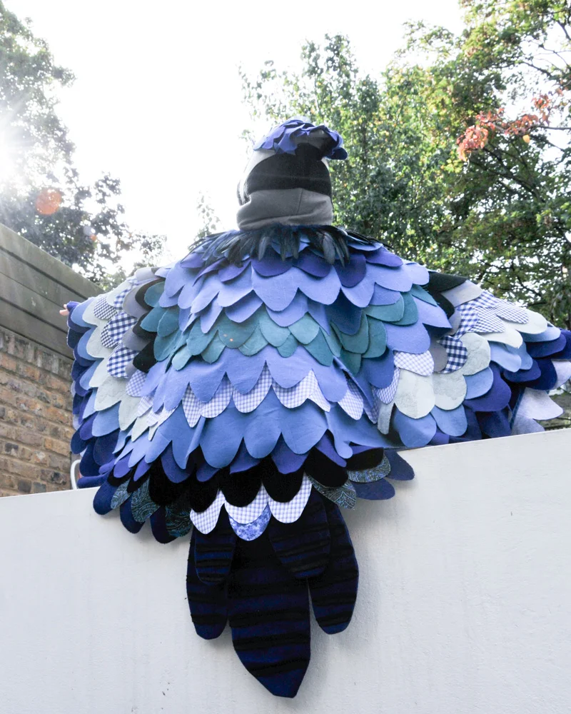 bluejay-2.jpg