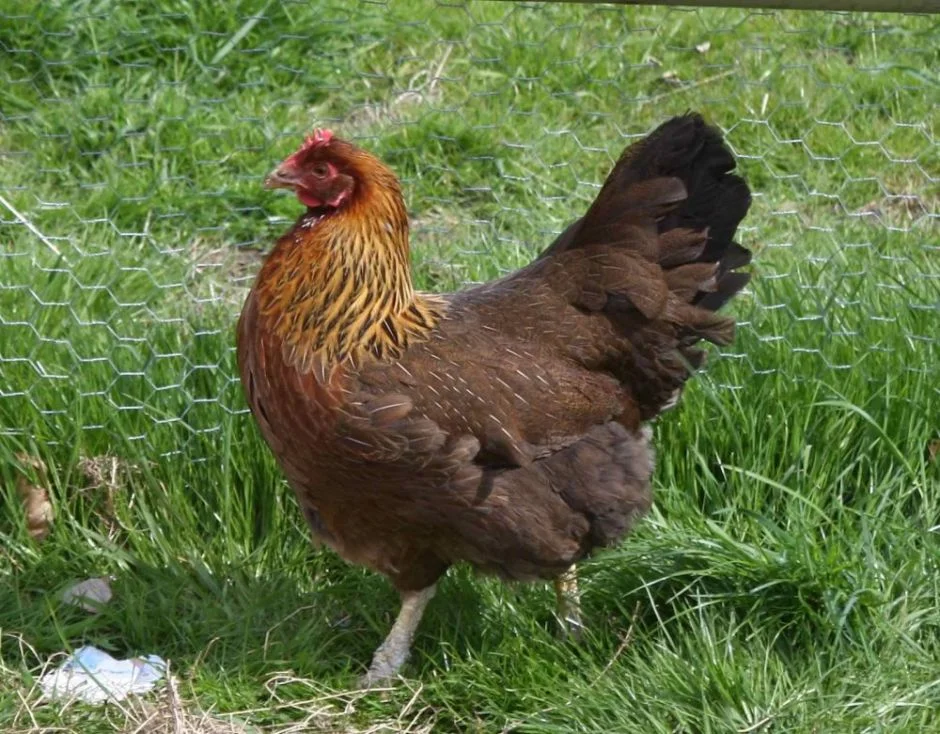 Welsummers: A Dutch breed that originated from Holland in the early twentieth century. They are a very sociable, easily handled, and are beautiful for the barnyard. They tend to become very tame. They are a very calm, talkative bird. They lay a beautiful terra cotta brown egg. This breed is not mentioned by the ALBC, because it is still considered new to the US.