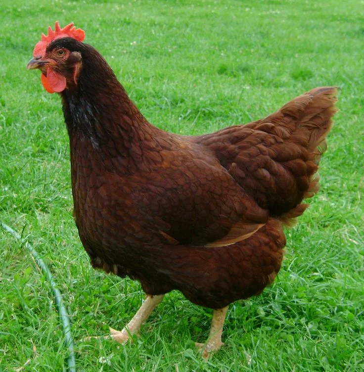 The Rhode Island Red is an American breed of domestic chicken. It was developed in the late nineteenth century by cross breeding birds of Oriental origin such as the Malay with brown Leghorn birds from Italy. It was formerly a dual-purpose breed, raised both for meat and for eggs. Modern strains have been bred for their egg-laying abilities. The traditional non-industrial strains of the Rhode Island Red are listed as “watch” on the ALBC.