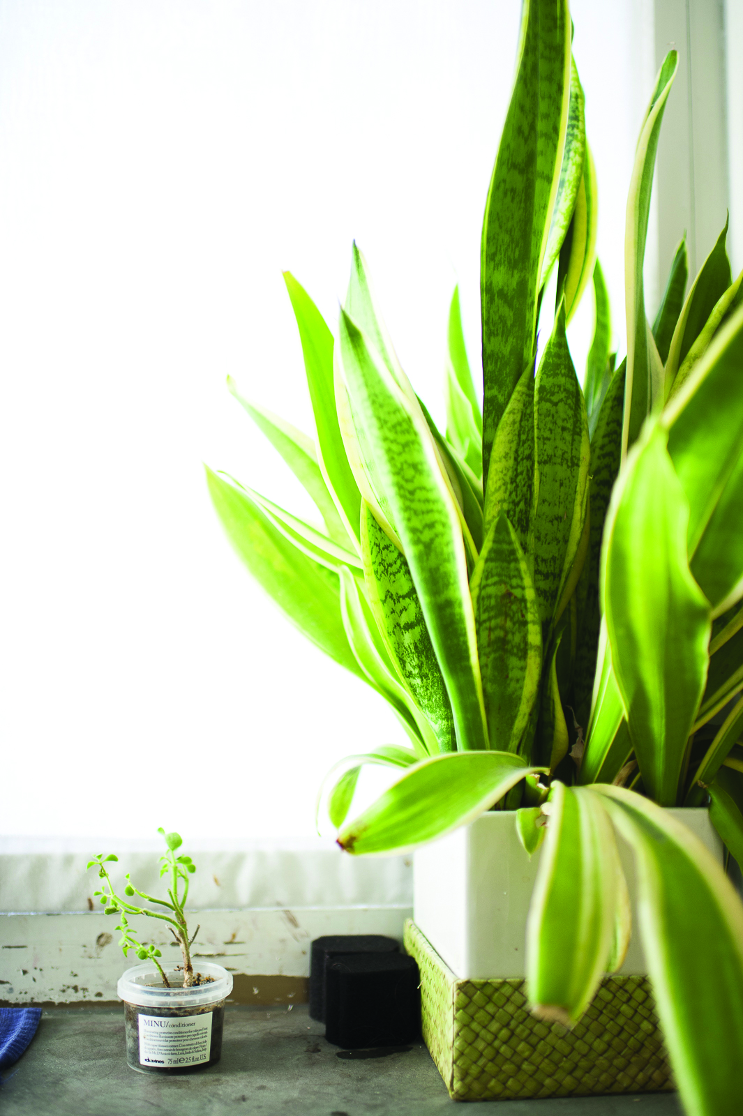 DAVINES_corporate_01_697.jpg