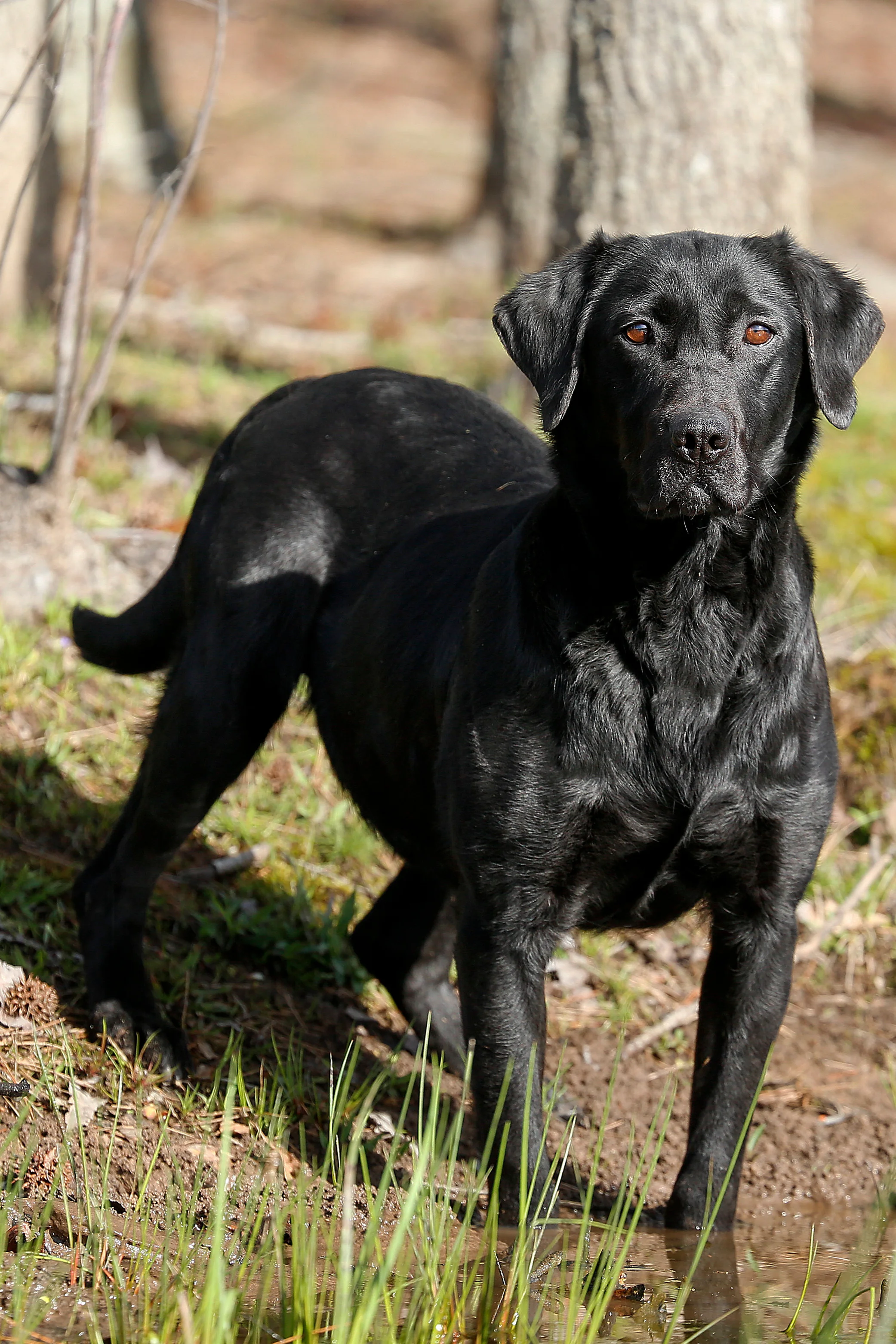 FTAW Mountwillow Ruby of Dunamoira, “Judy” - Pedigree
