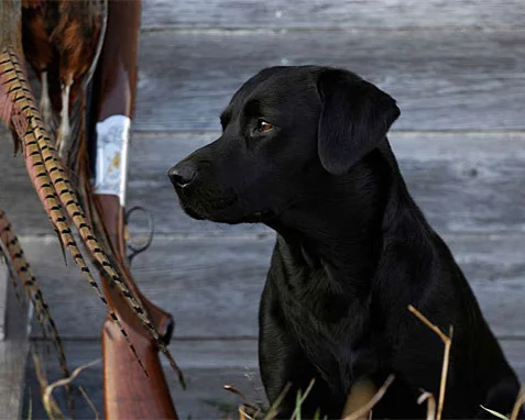 gentlemans_gundog_09_2.jpg