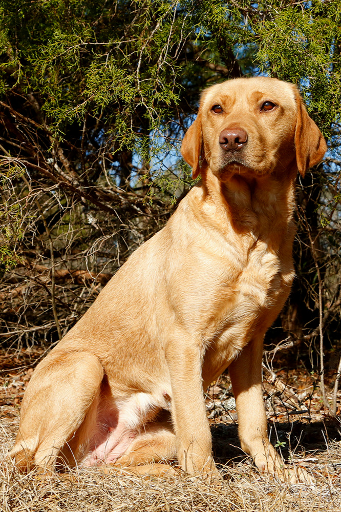 FTAW Kelmarsky Beretta “Beretta” - Pedigree