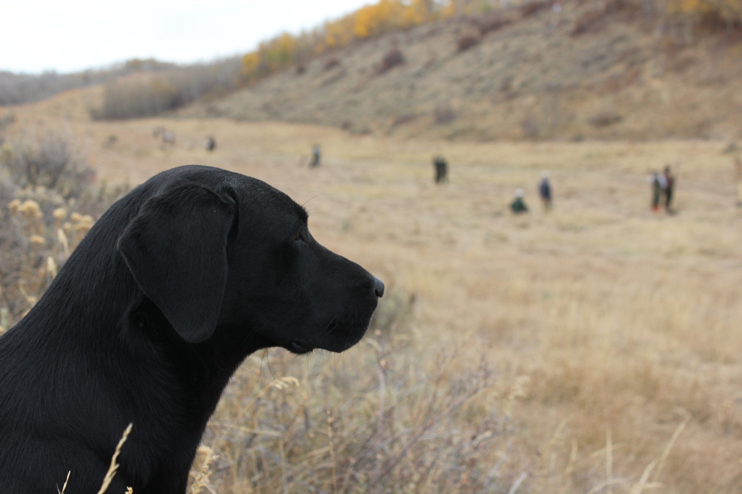 finished hunting labs for sale