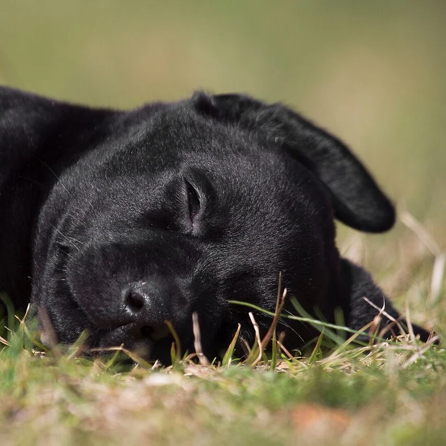 puppy+sleeping.jpg