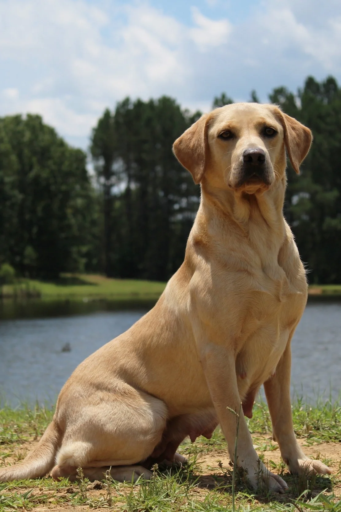 Maplebrash Calie “Gracie” - Pedigree