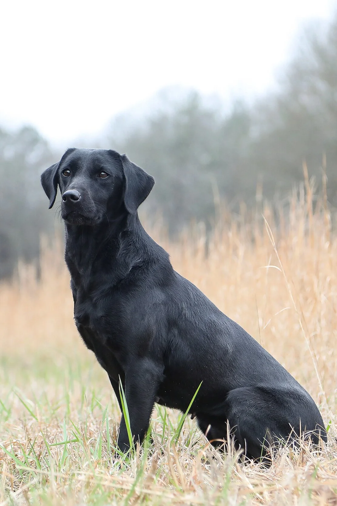 Wildrose Opal, “Opal” - Pedigree