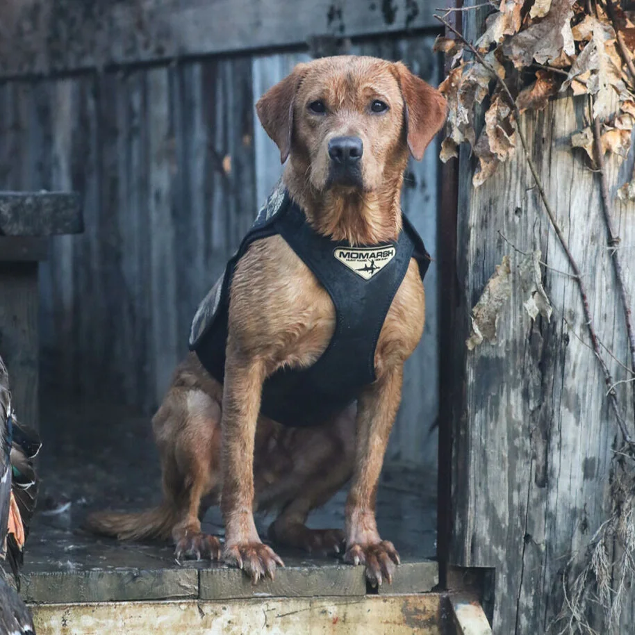 Sires — Wildrose Kennels