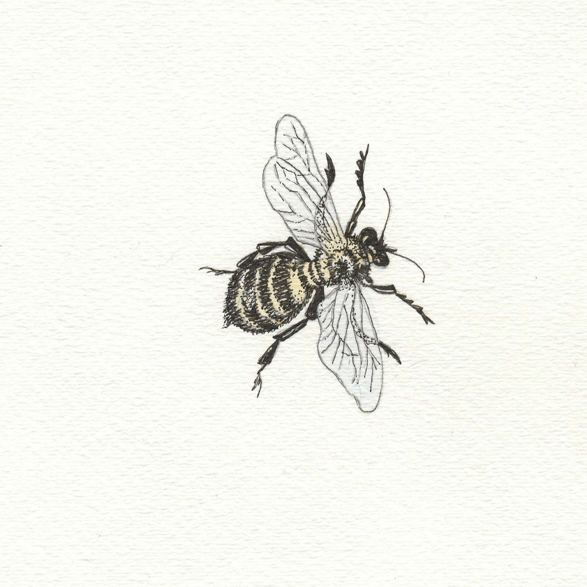 bee.jpeg
