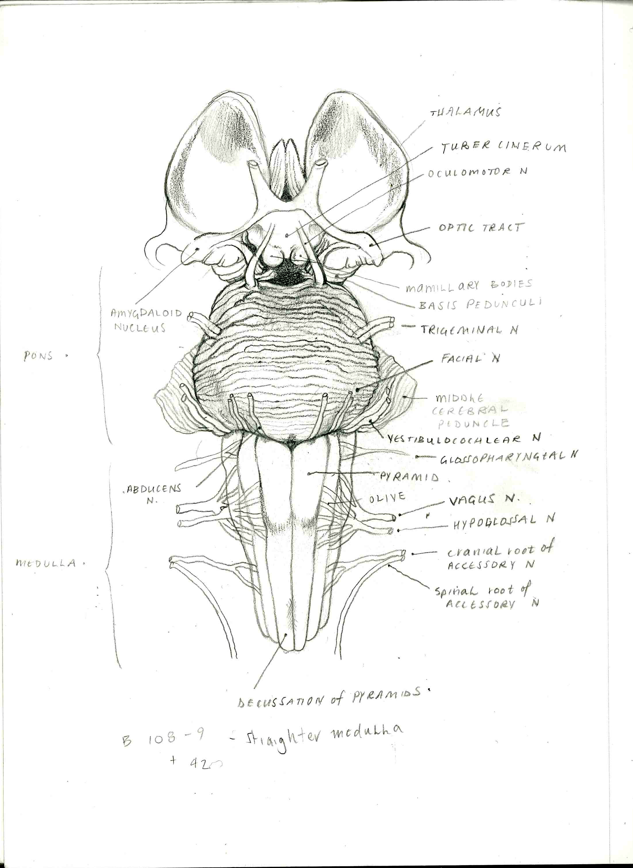 MSC2012_brainstemDiagram_A_sketch1.jpg