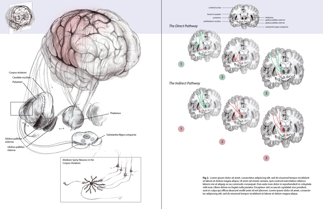 MSC2012_neuroanatomyEditorial_A_sketch.jpg