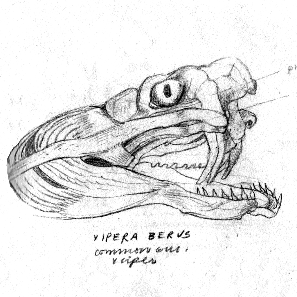 viper_sketch.jpg
