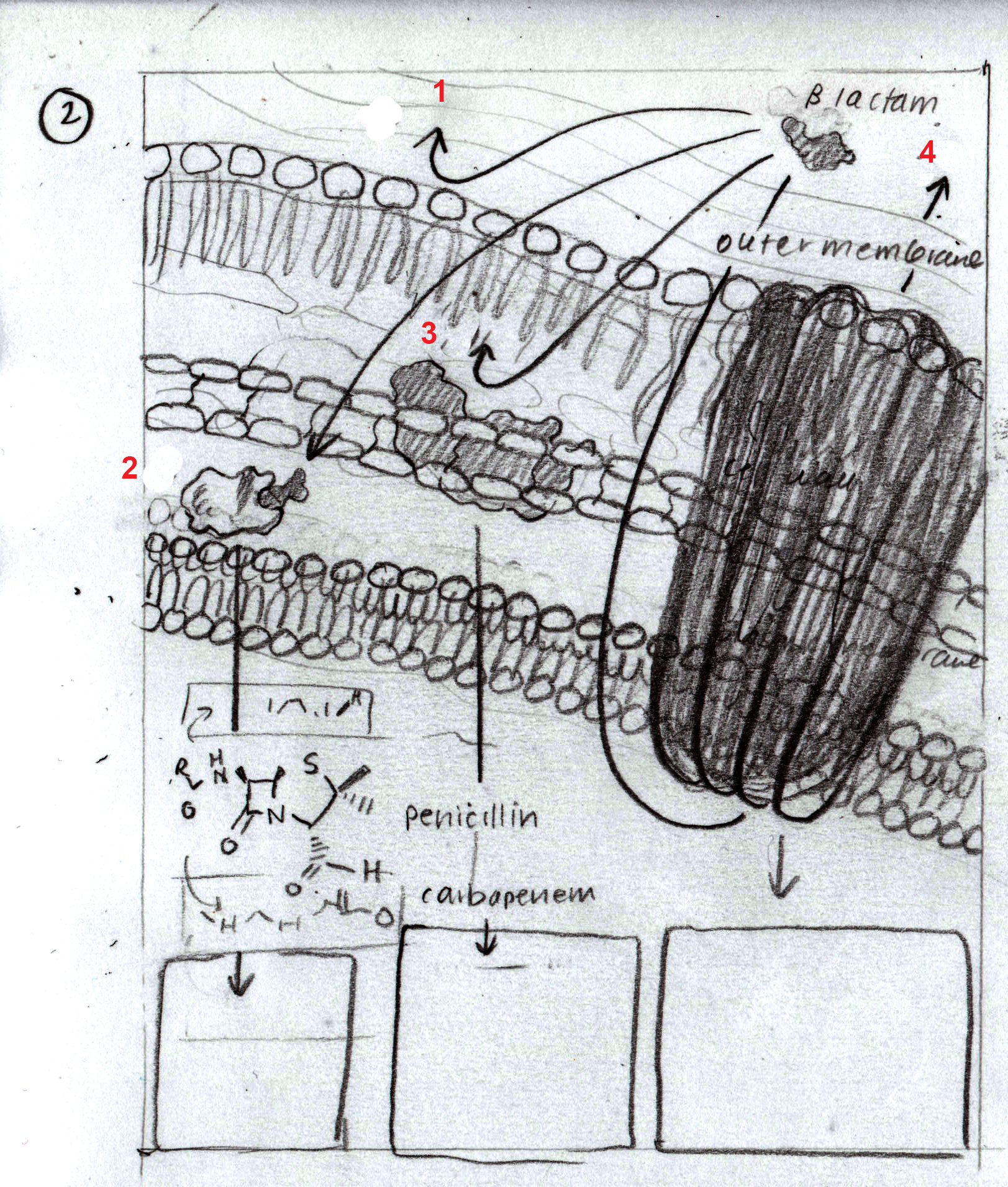 MSC2020_molecularIllustration_E_sketch2.jpg