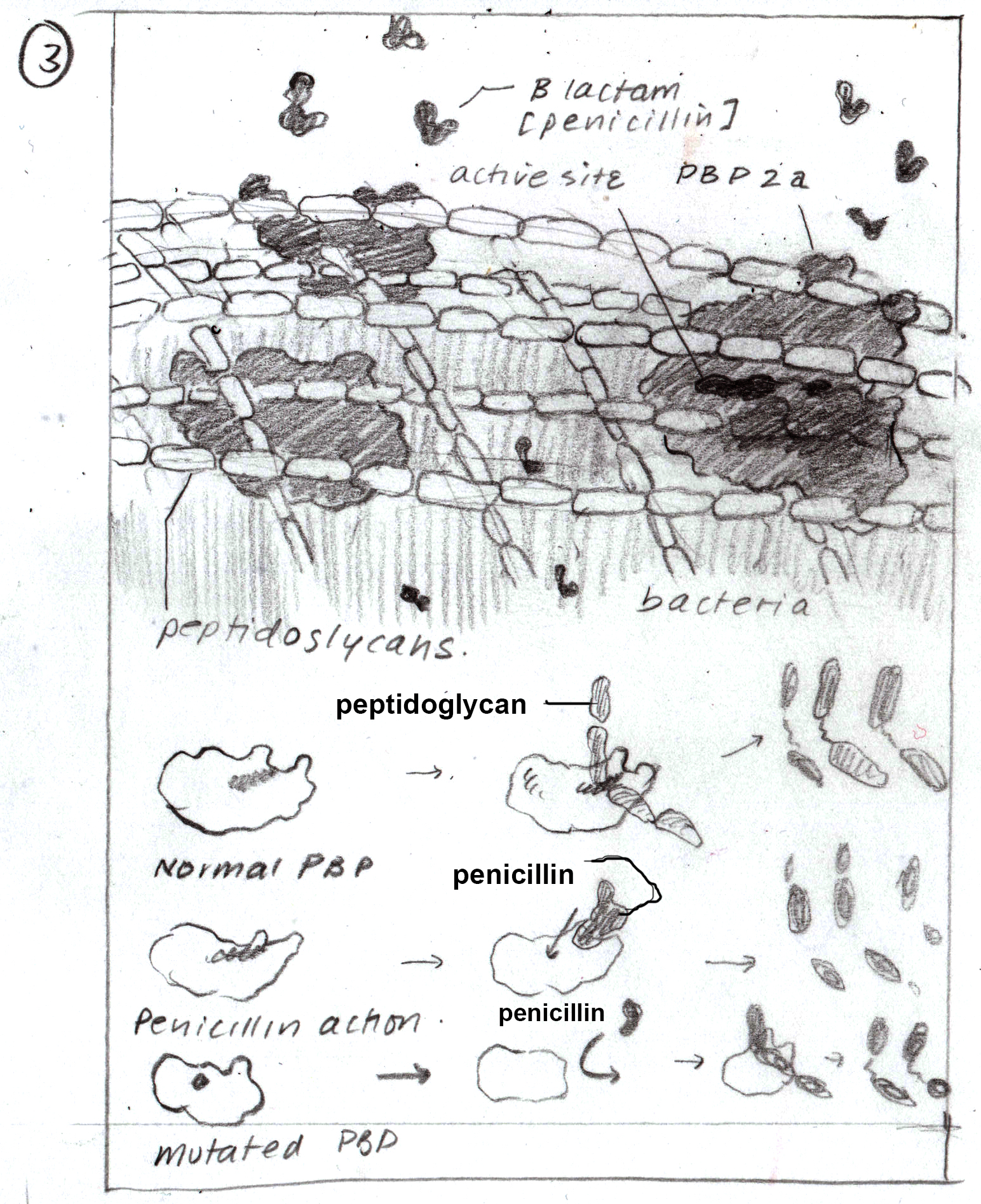 MSC2020_molecularIllustration_E_sketch3.jpg