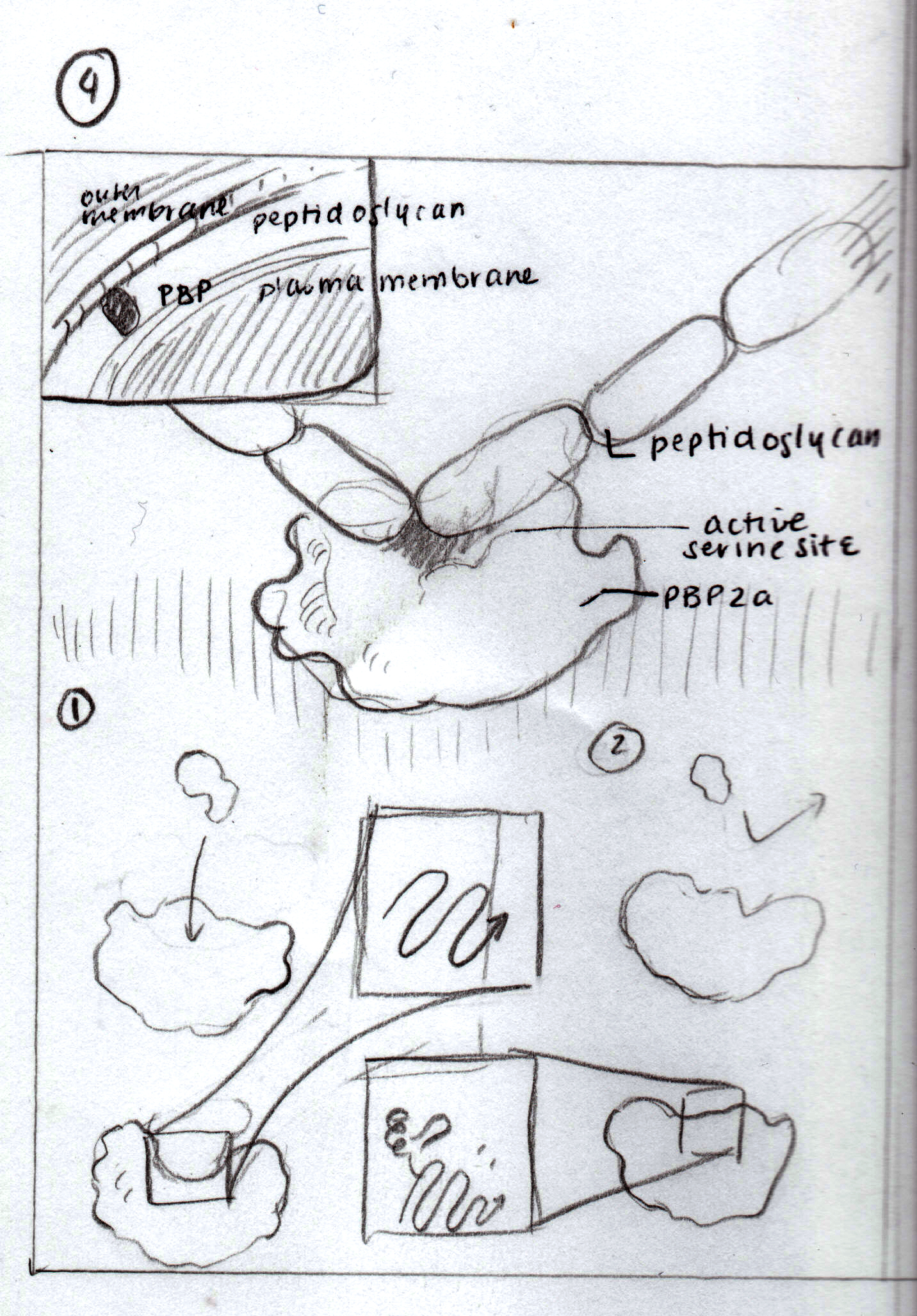 MSC2020_molecularIllustration_E_sketch4.jpg