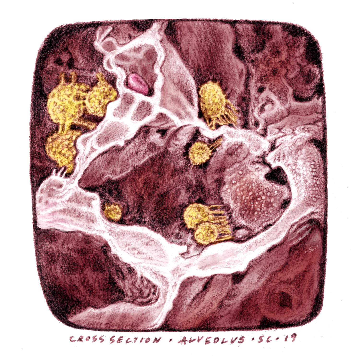 cross-section alveolus2.jpg