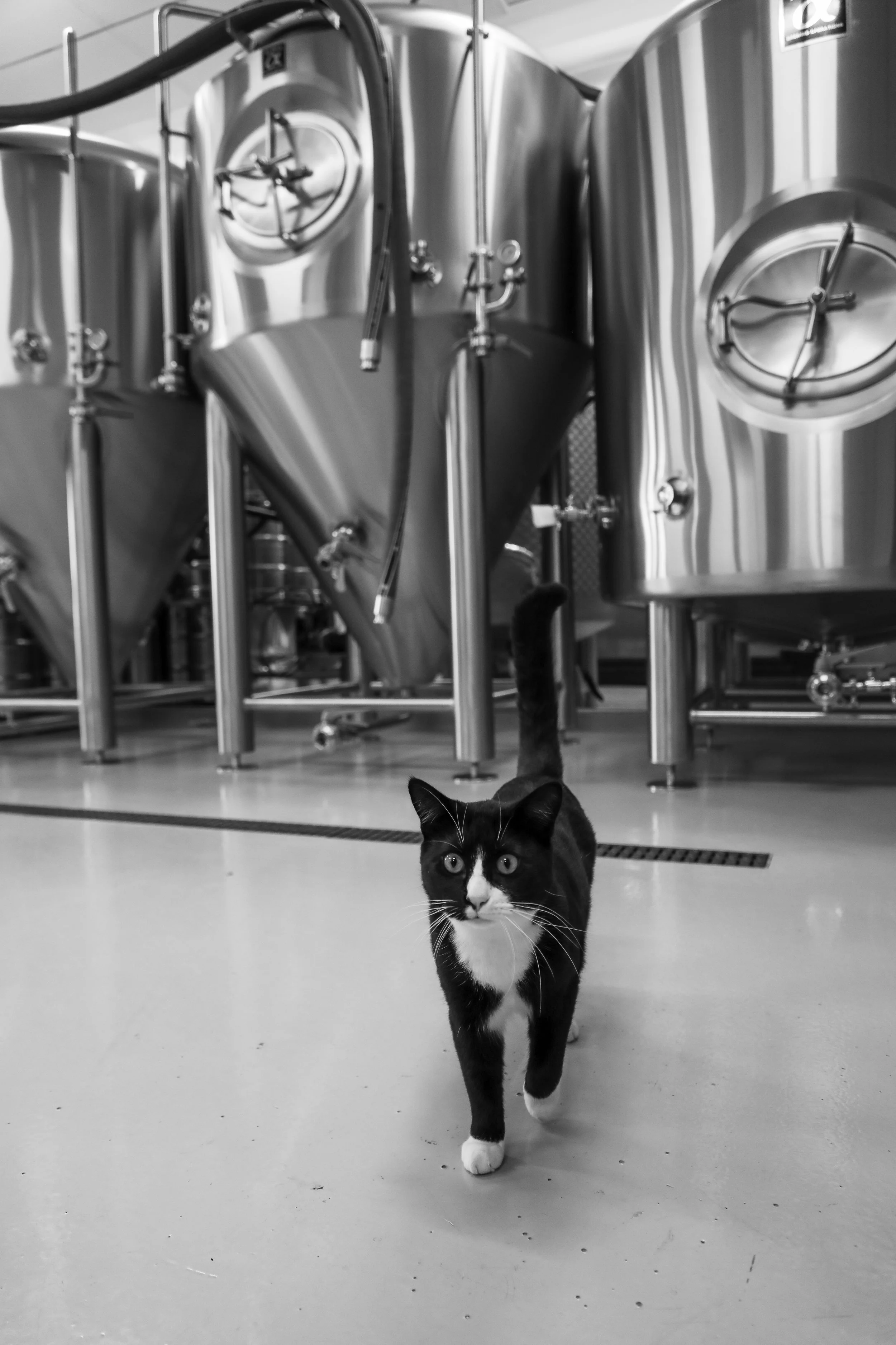 Cellar 1 with cat.JPG