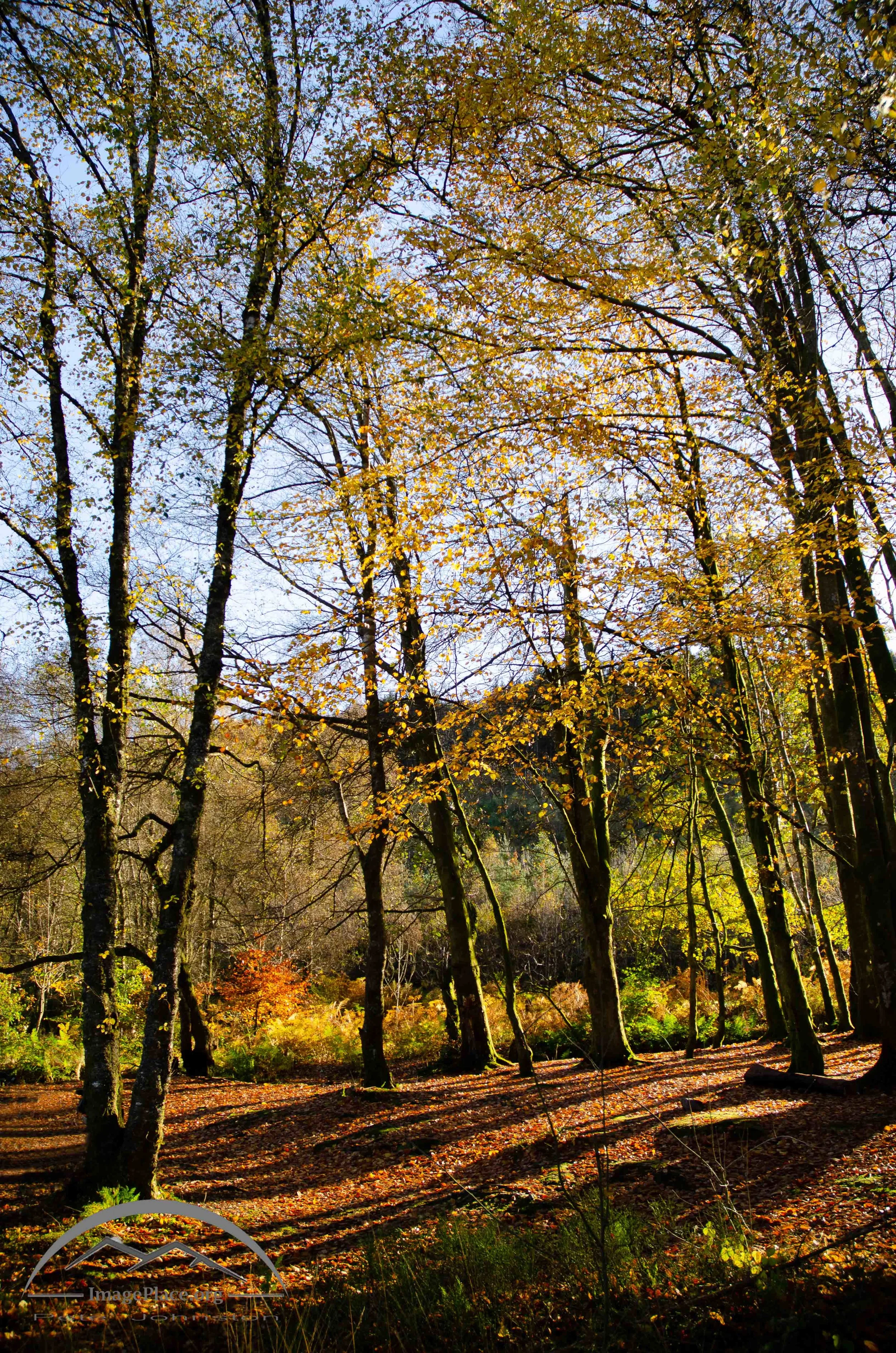 Autumn in Loch Ard Forest