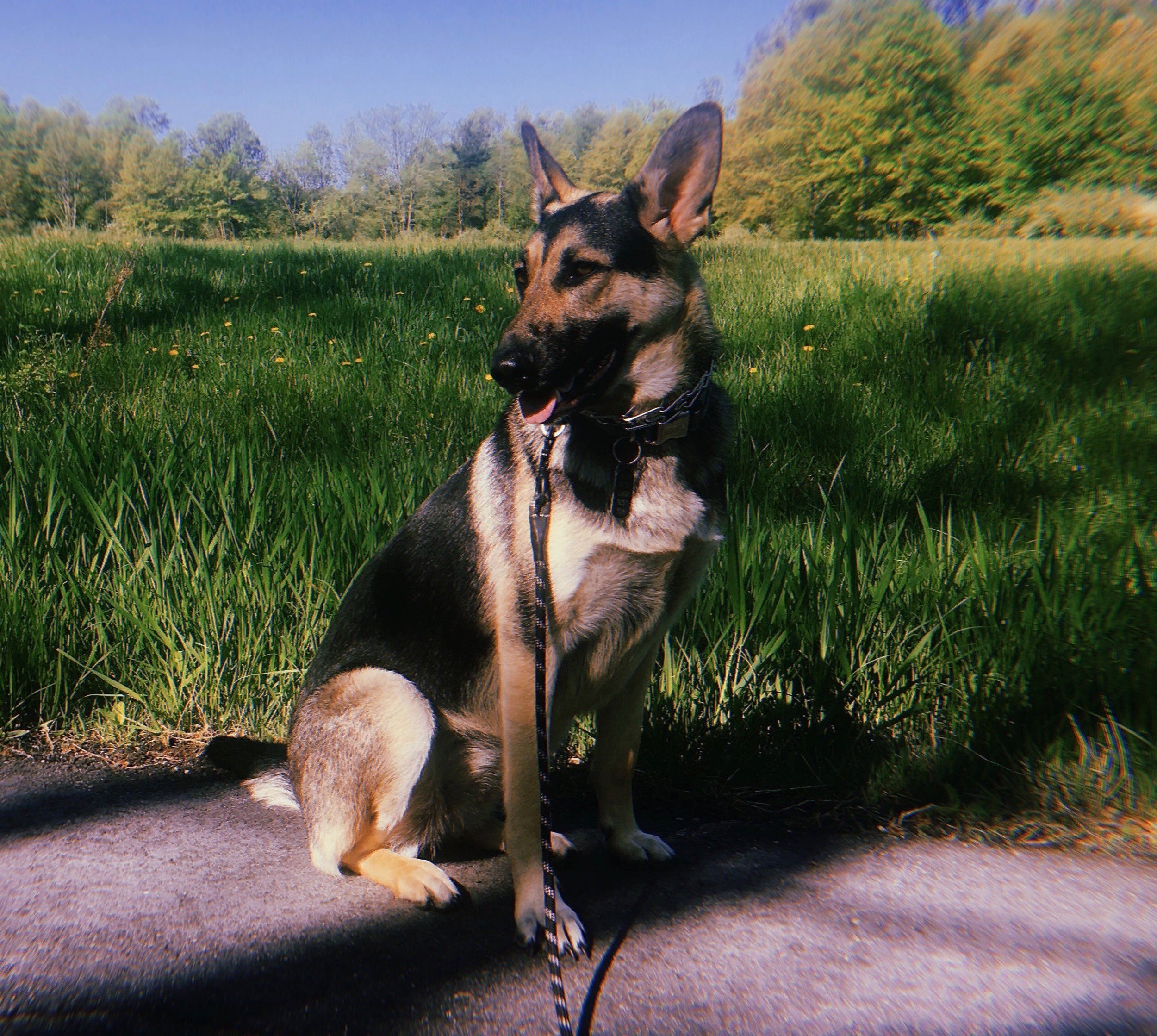 rhm dog.jpeg