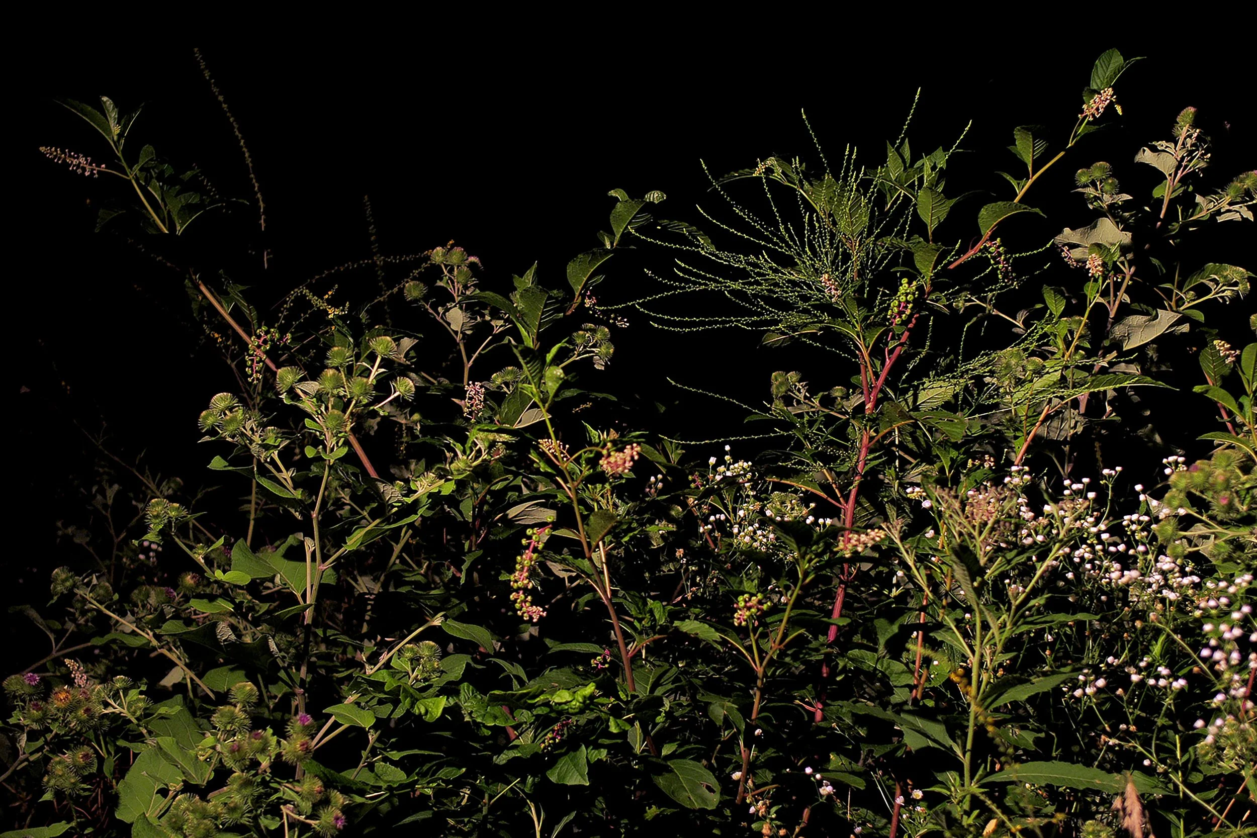 Crosley at Night.jpg