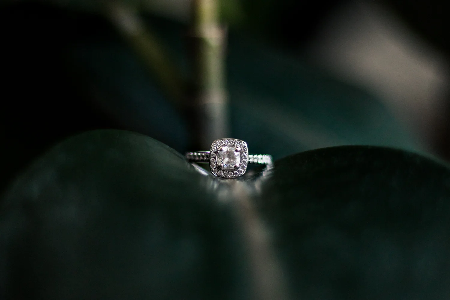My rings-5.jpg