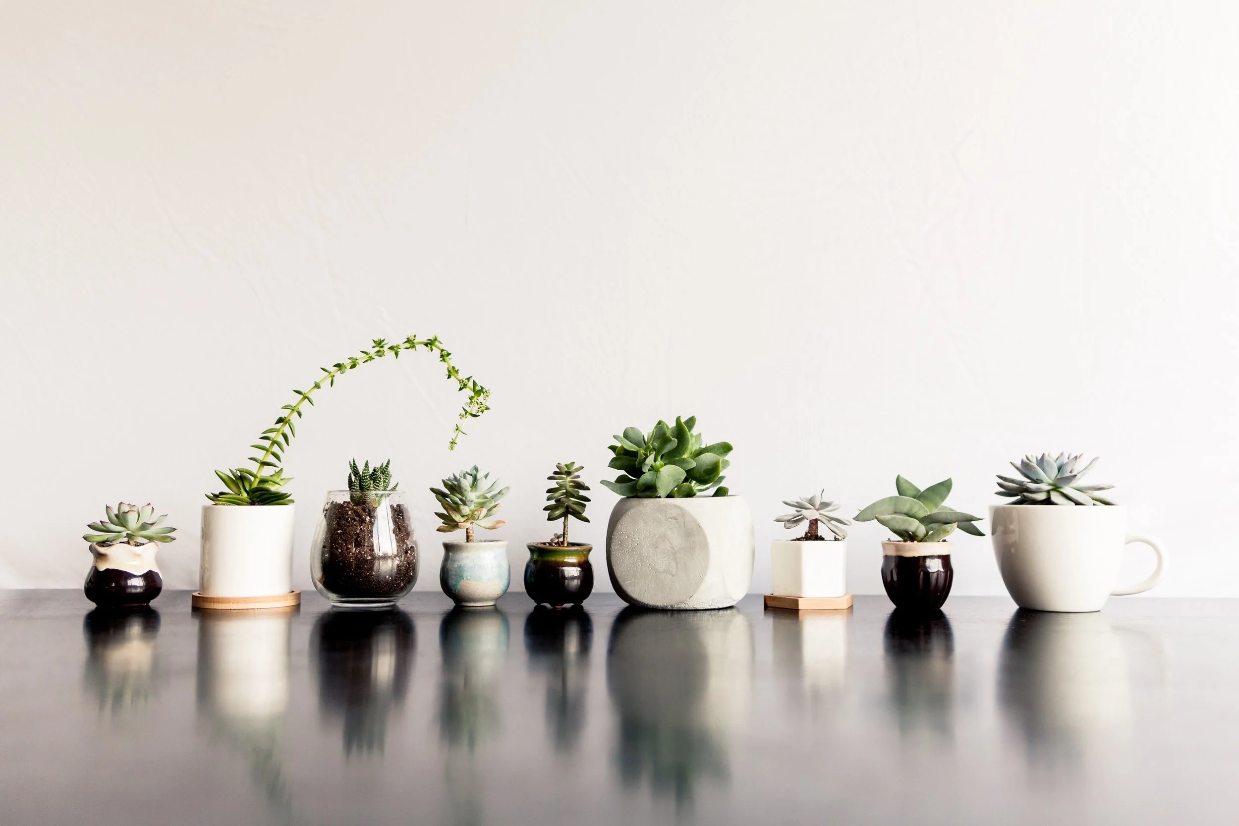 Only one of these is my plant. The rest are my sister’s :)