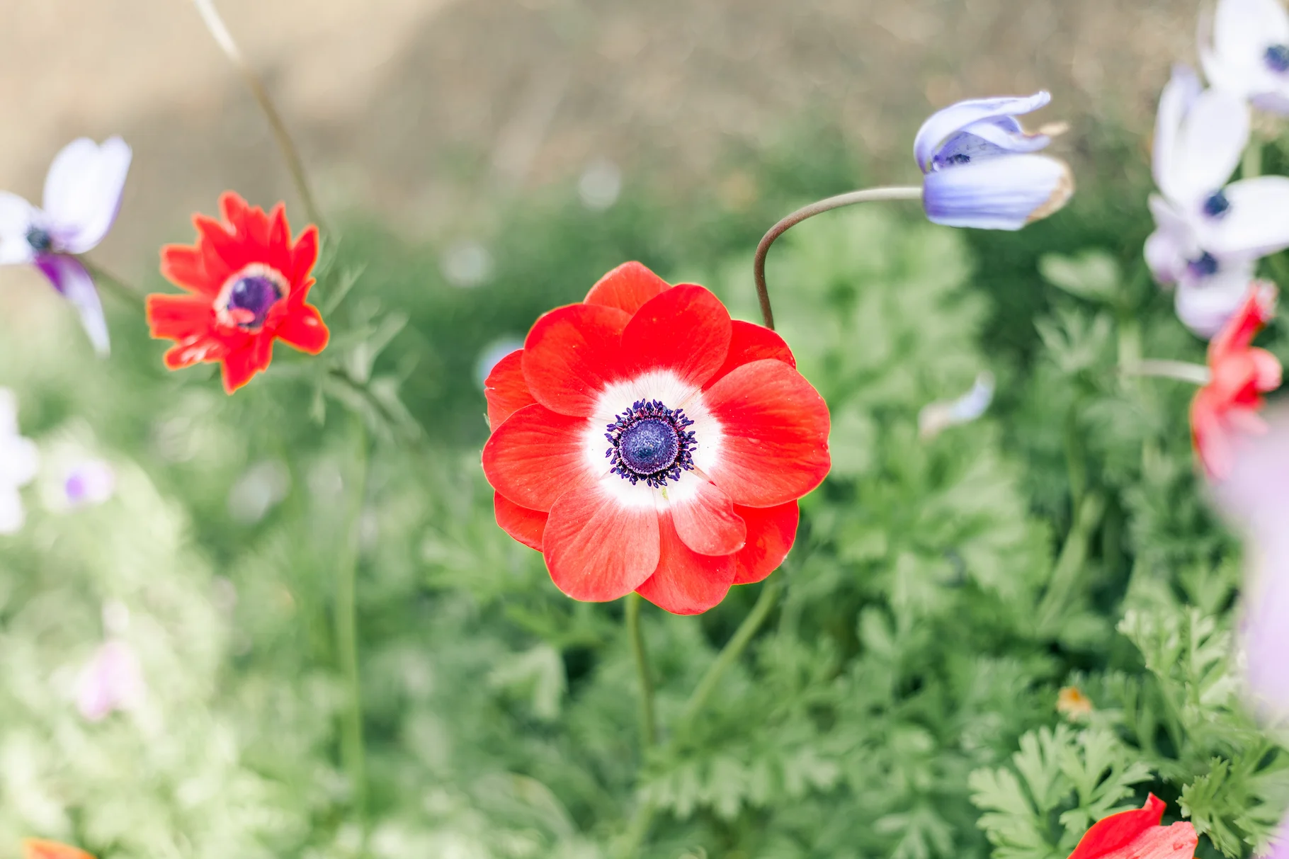 Netherlands Poppy.jpg