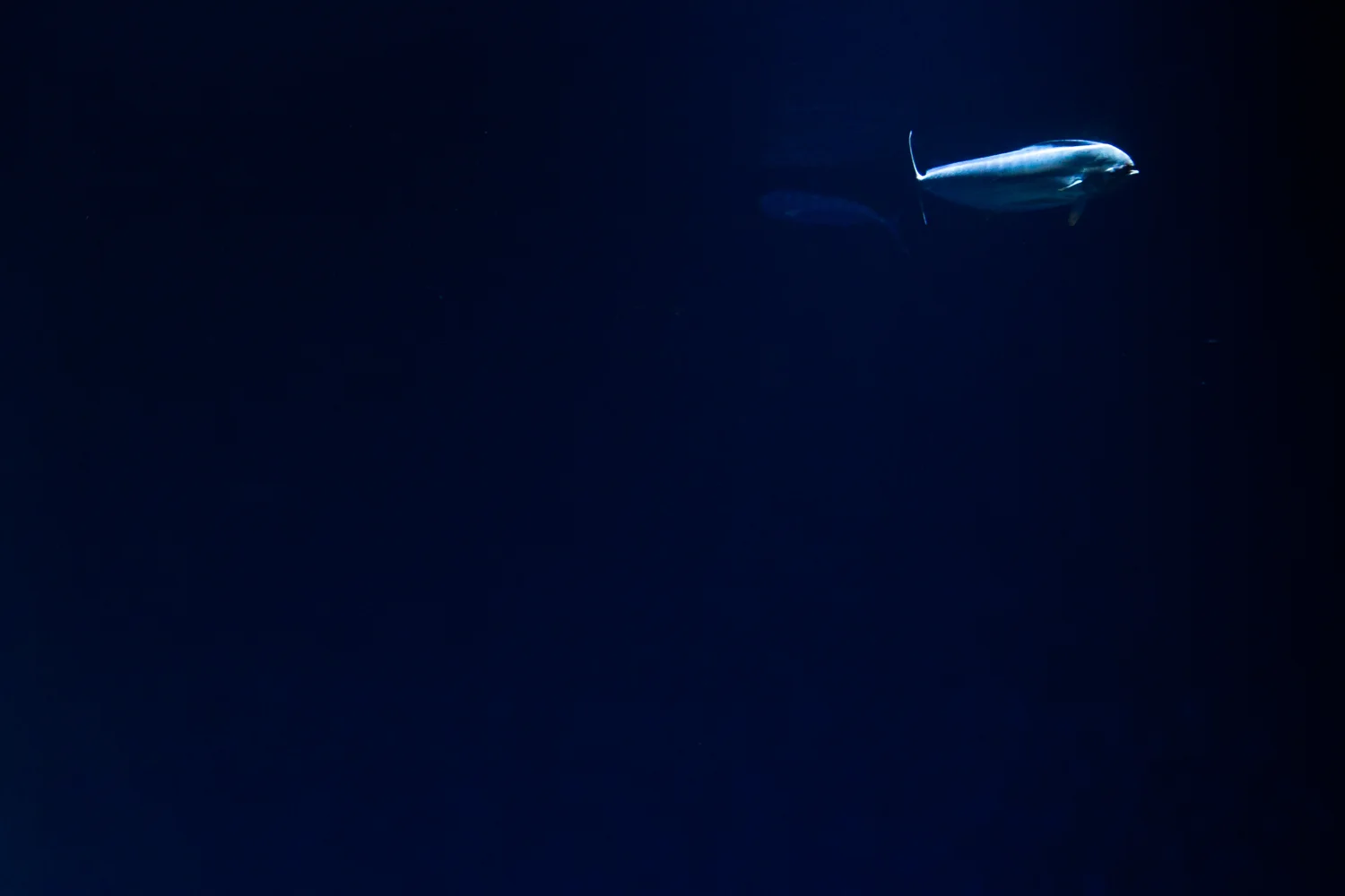 Monterey Bay Aquarium