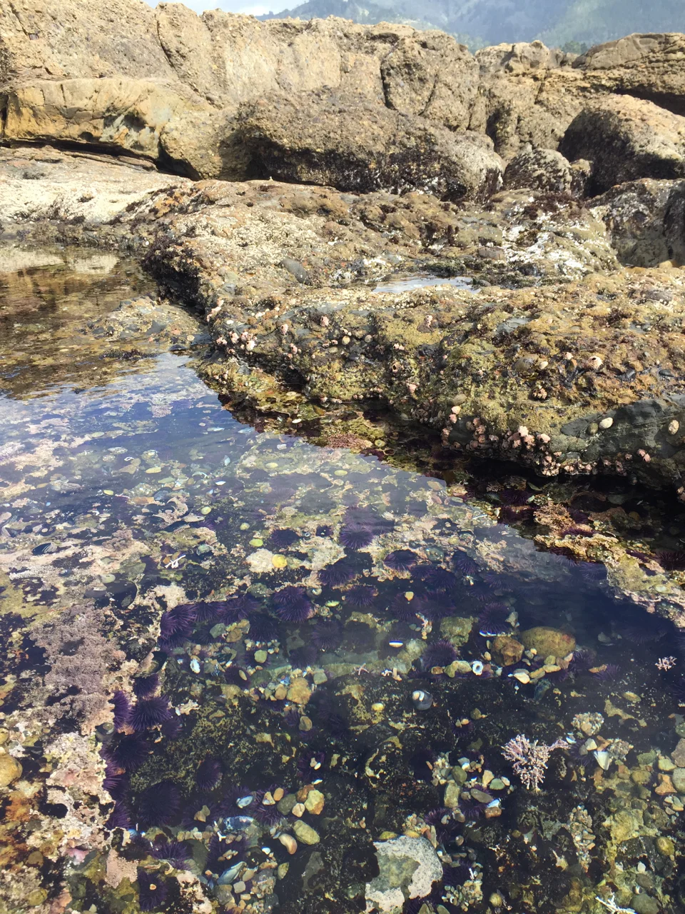 Tide Pools, Point Lobos State National Reserve