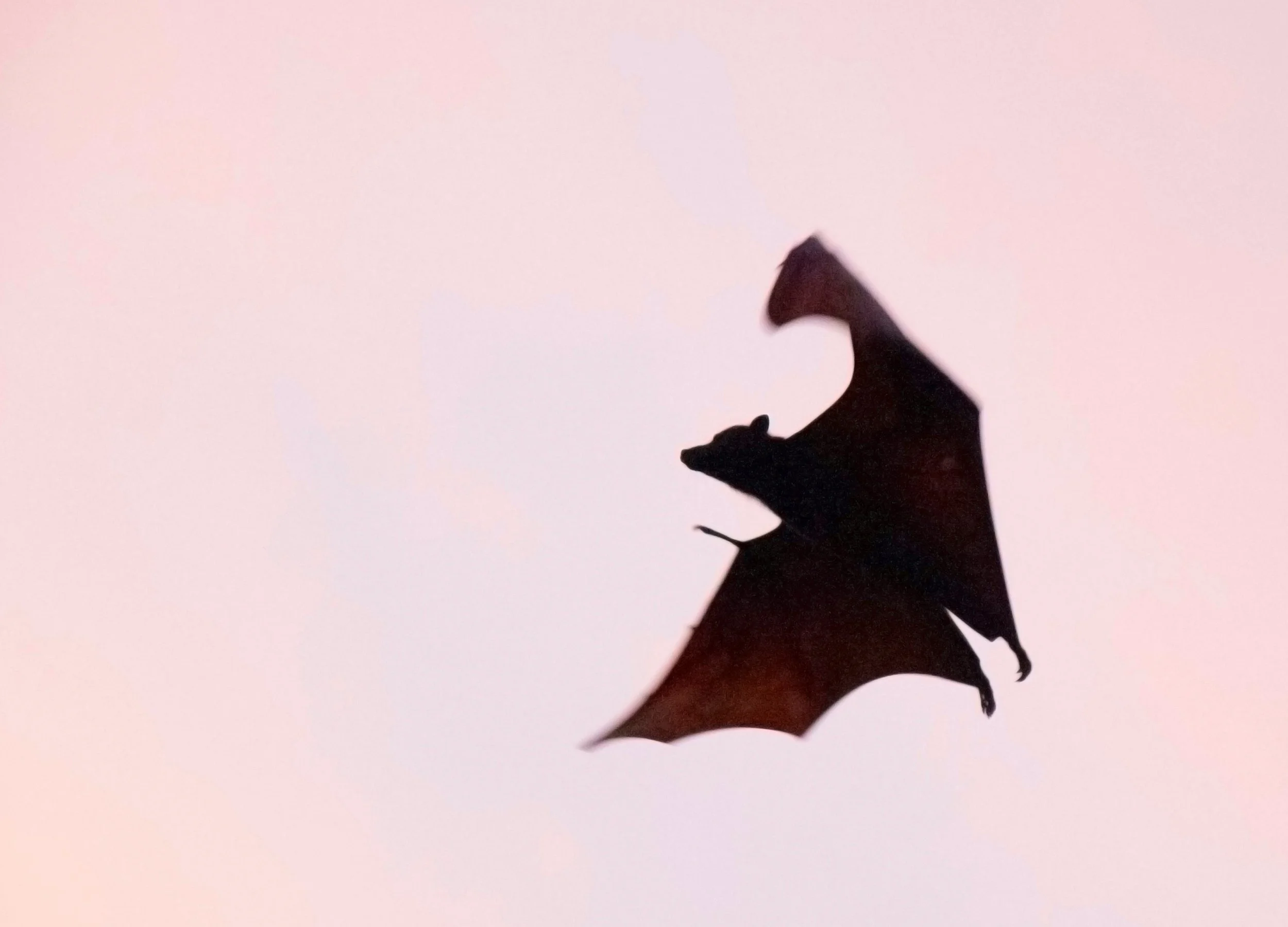 The morning vampire