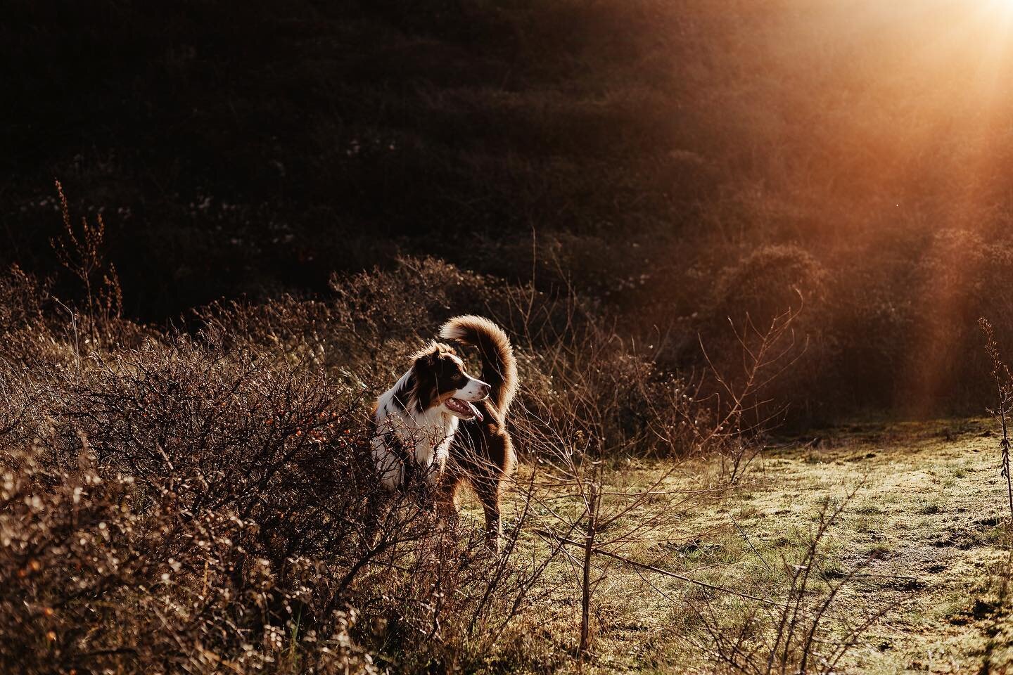 &hearts;️

.
.
.
.
.
#australianshepherd #doglife #dog #dogoﬁnstagram #happydoghappylife #light #canonphotography