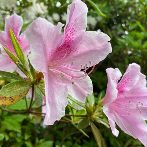 Rhododendron.jpeg