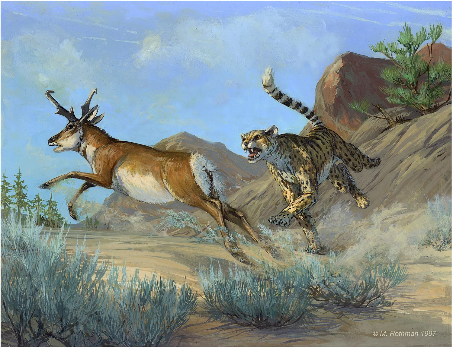 Work Rothman Natural Science Illustration Work Rothman Natural Science Illustration