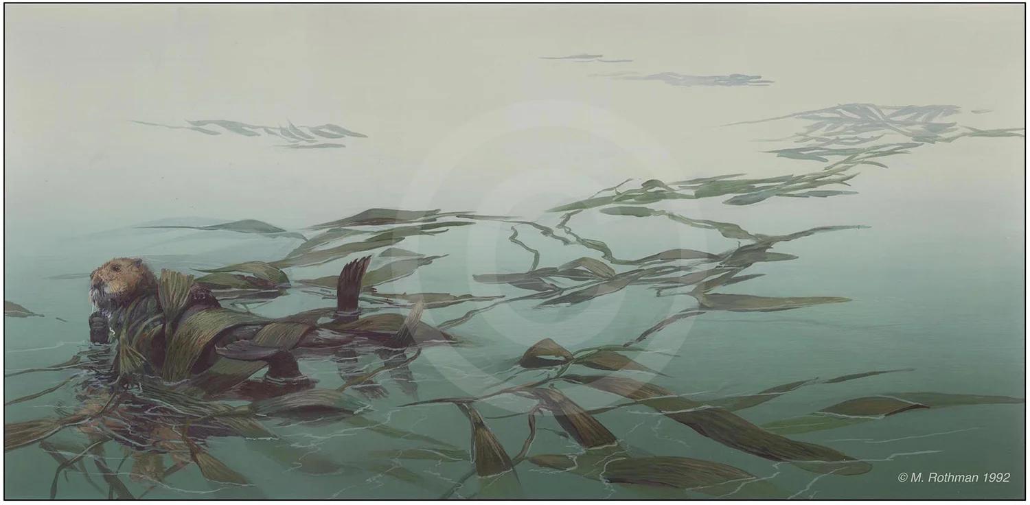 California Sea Otter (Enhydra lutris) floating in a giant kelp bed. Illustration from “Sea Elf” , Wm. Morrow Jr. Books, “Just for a Day Series”. ISBN 0-688-10060-0. (Also published in French as “Le Lutin Des Mers” ISBN 2 211 03313 X).