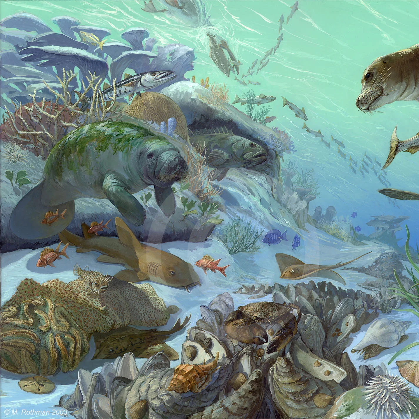 This is a left side detail of the Pleistocene era Florida Gulf Coast Marine mural prepared for the University of Florida Museum of Natural History. Among the “chief vertebrate actors” are a Manatee (Trichechus manatees), a Goliath Grouper (Epinephalus itajara), a Barracuda (Sphyraena barracuda) , a Pelican (Pelecanus erythrorhynchos) , diving after a school of Mullet (Mugli cephalus) , a Nurse Shark (Ginglymostoma cirratum) , a Stingray (Dasyatis sp.) , a Porcupine fish (Diodon sp.) , and a Skate (Raja sp.) . Invertebrates include corals, crabs, silver dollars, clams, oysters, and marine snails.