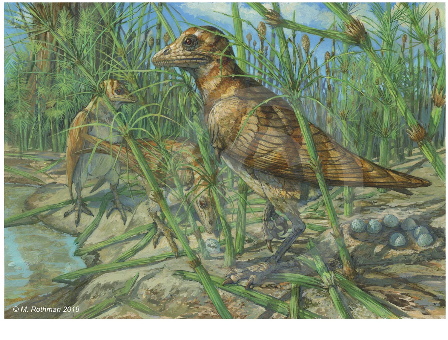 Avimaia schweitzerae gen. et sp. nov, 1st color study of this colonial nesting Enantiornithine (Aves) basal avian. © M. Rothman 2018. (Prepared for Drs. A. Bailleul and J. K. O’Connor, et al at the IVPP, Beijing China).