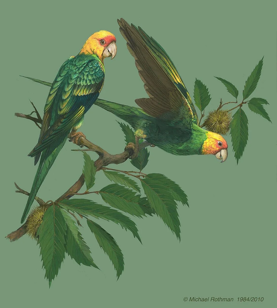 Carolina parakeet (Conuropsis carolinensis)