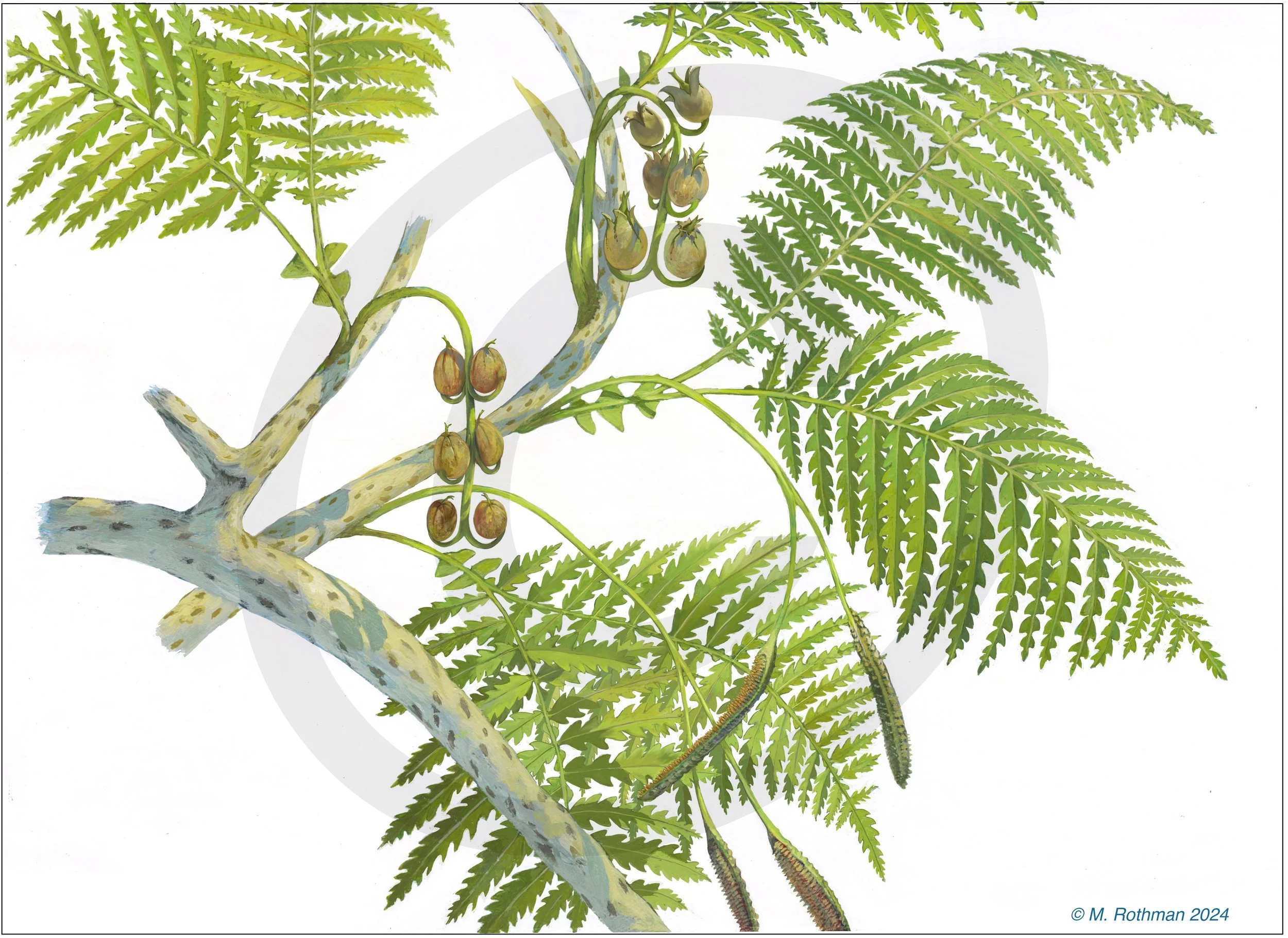 Dicroidium zuberi (Umkomasia) experimental reconstruction  as a monoecious exemplar  (Unabeled)