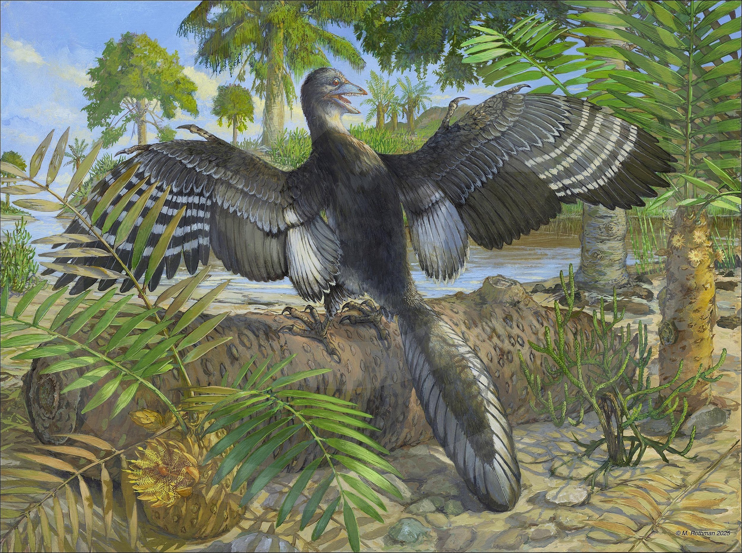 Chicago Archaeopteryx reconstruction-FMNH PA 830 for the Journal Nature