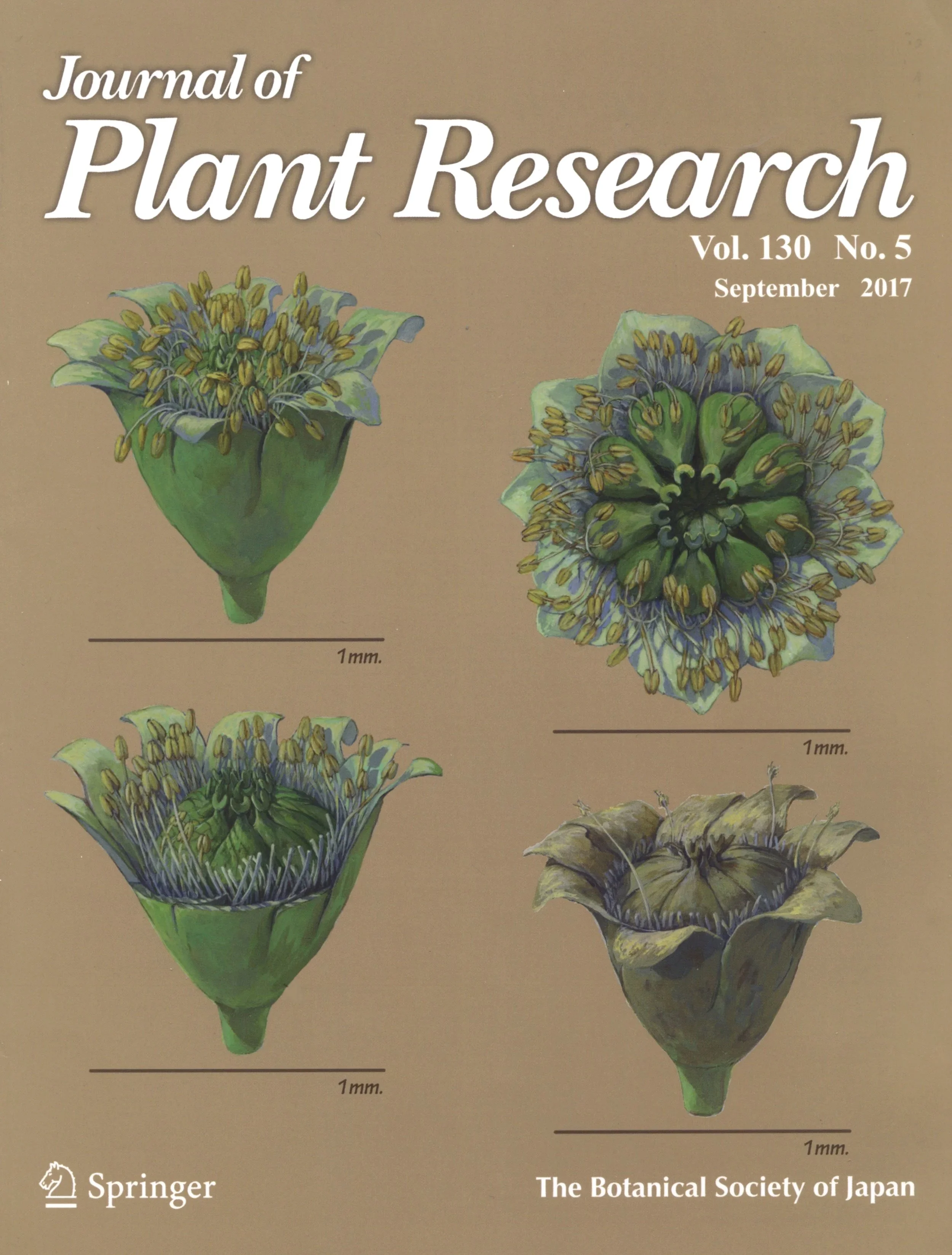 Archaestella verticillata (Takahashi, Herendeen, et Xiao gen. et sp. nov.)