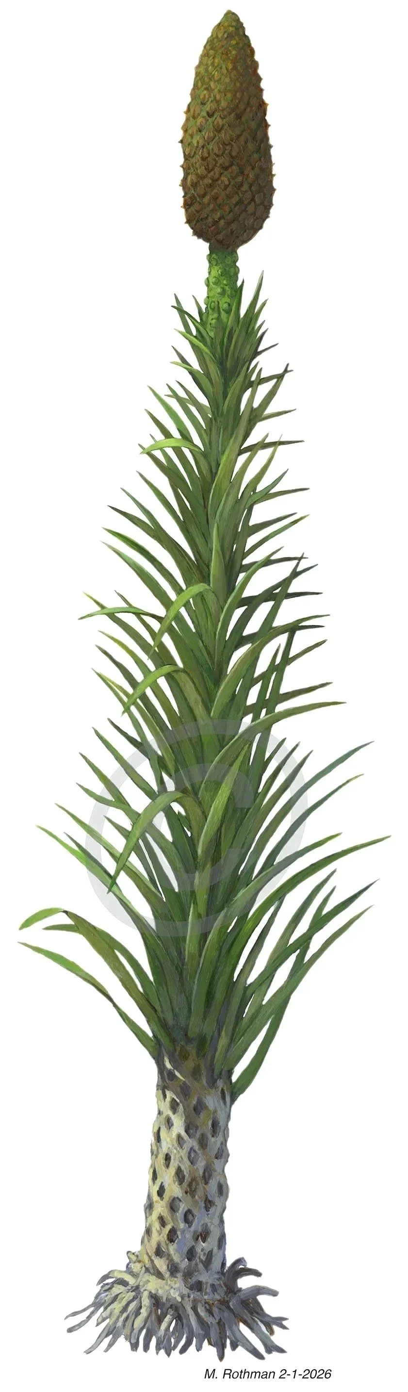  This stand alone reconstruction  of the Lycopsid  Neocalamites hoerensis  was prepared as an illustration for&nbsp; the journal Nature: npj | Palaeoecosystems 1, 3 (2026).  https://doi.org/10.1038/s44513-026-00002-8  ; Peng, J., Slater, S.M., McLoug