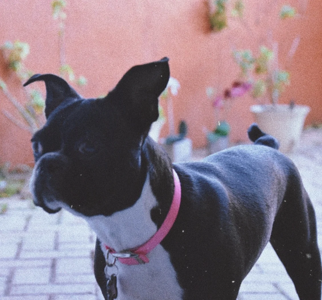 Welcome Home Leía !