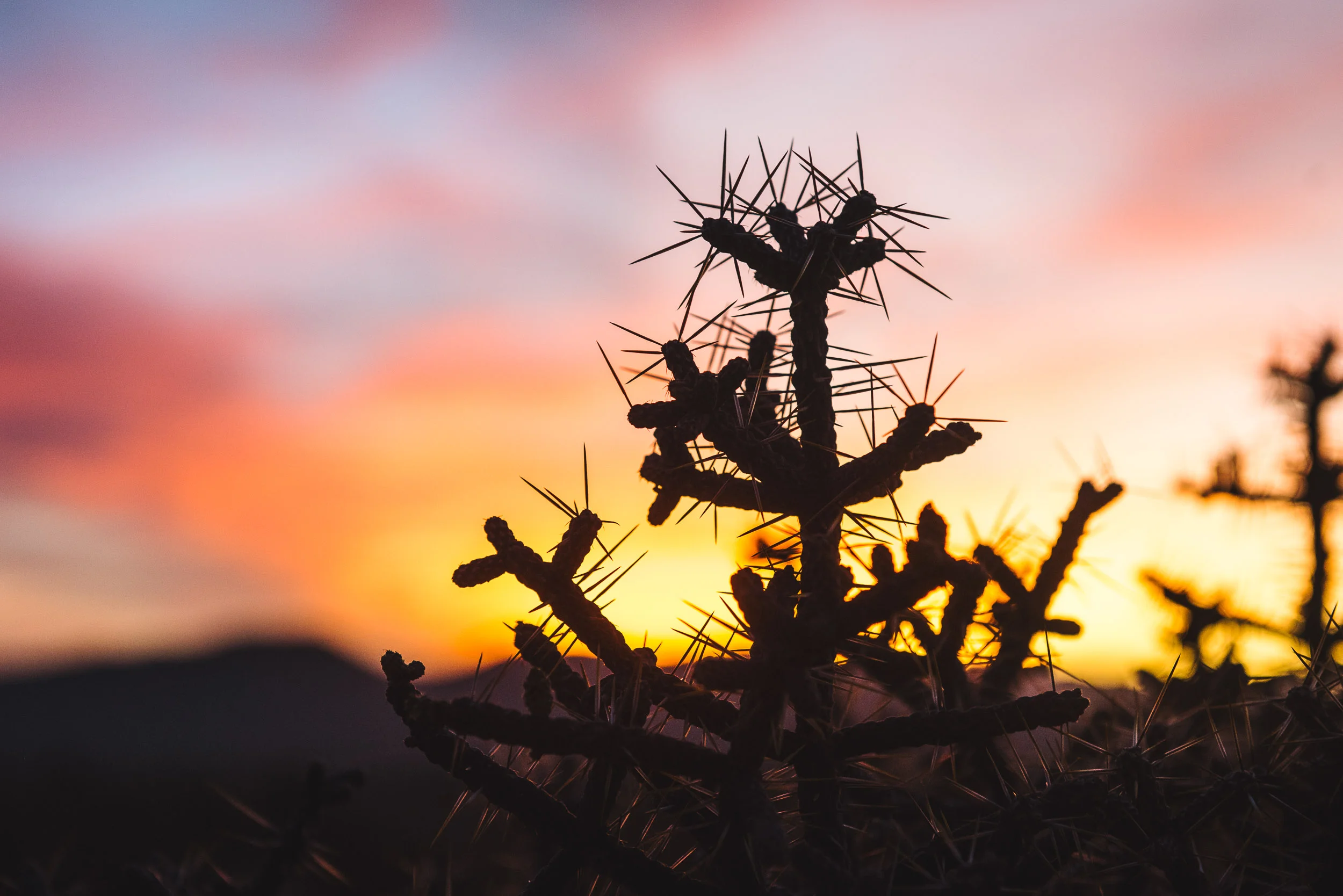 2015.02.21_Landscape_MarcFiorito_2033.jpg