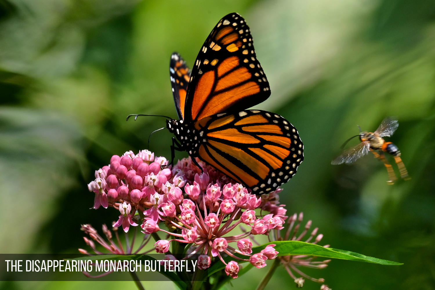 butterfly.png