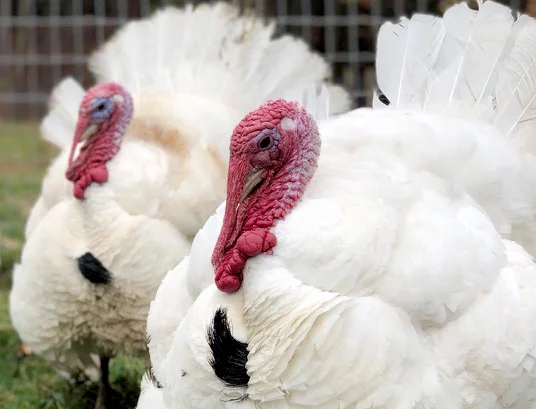 2 turkeys cropped.jpg